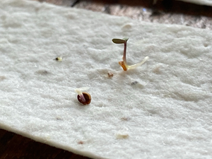 Plantable Valentine Card | Love Card | Tree Free | 2 Hearts