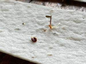 Plantable Card | Mother’s Day Card | Blue Flower Heart