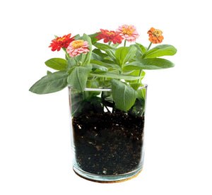Mom Flower Garden | Mother's Day