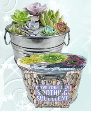 Pail of Peace - Grow Your Own Soothing Succulents