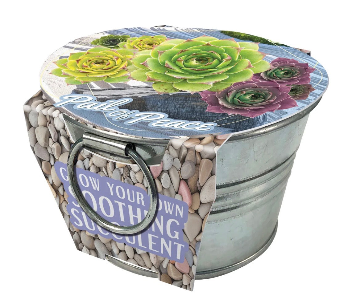 soothing succulents Pail of Peace